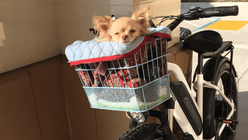 4 Helpful Tips for Safely Biking With Your Dog -Himiway eBike